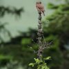Sovy &raquo; Glacidium passerinum (Kuvičok vrabčí)